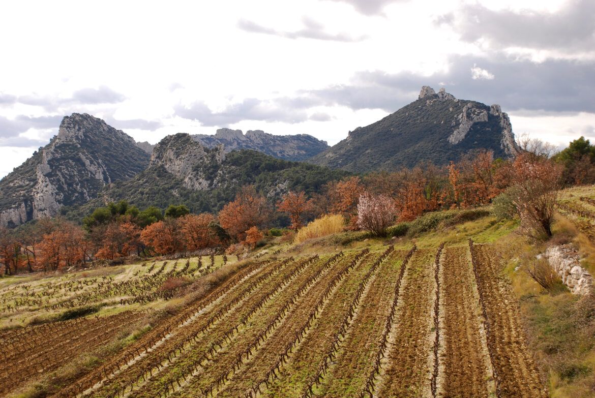 Weinberge im Winter am Fuße der Dentelles de Montmirail, eine Wanderung in der Nähe von Lafare im Vaucluse