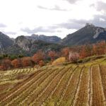 Vineyards in winter at the foot of the Dentelles de Montmirail, a walk near Lafare in the Vaucluse