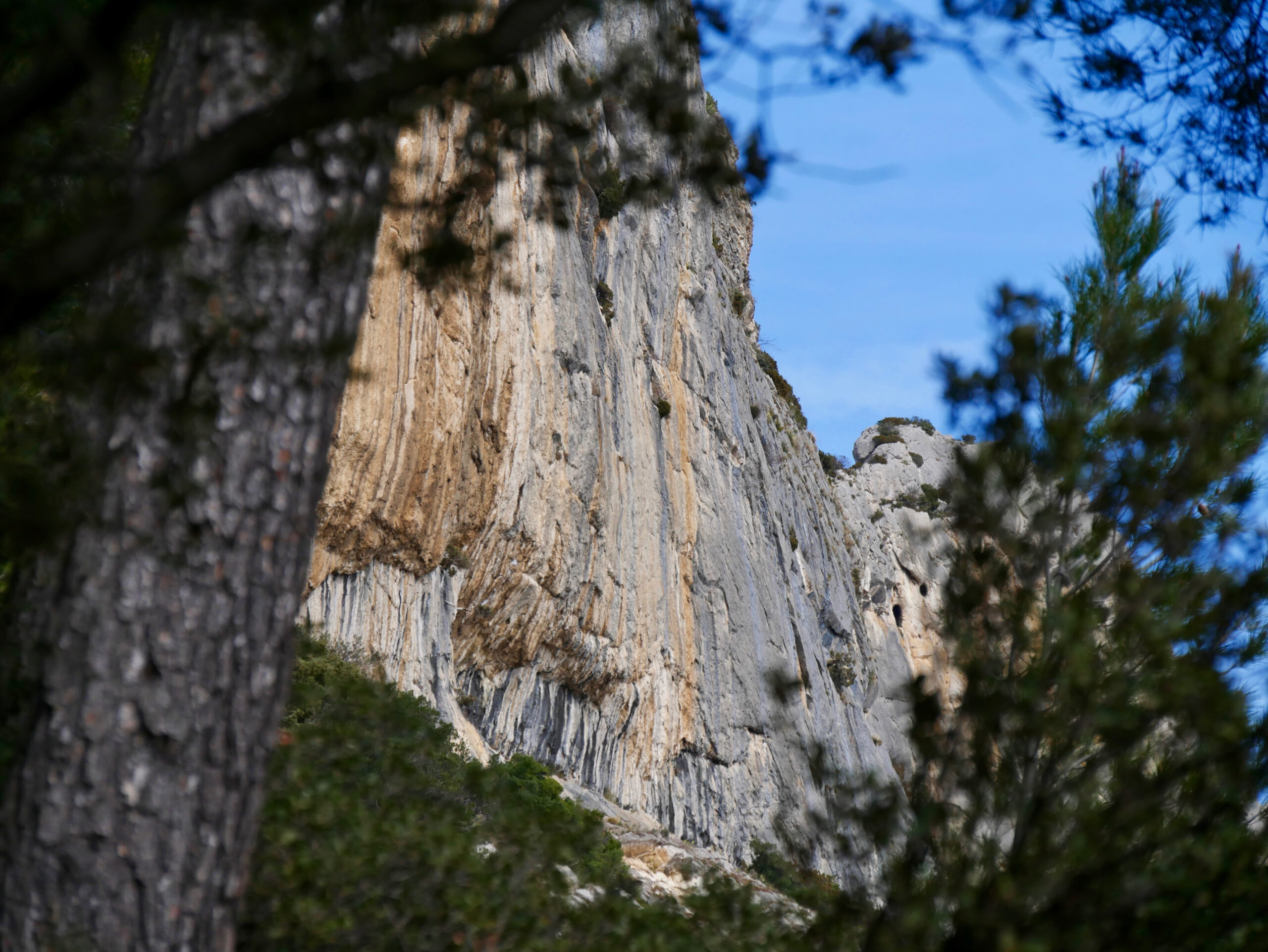 Falaise calcaire des Dentelles de Montmirail vue entre les pins, site d'escalade près de Lafare